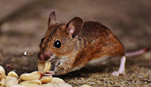 24 Hour & Emergency Exterminators in Garfield, NM